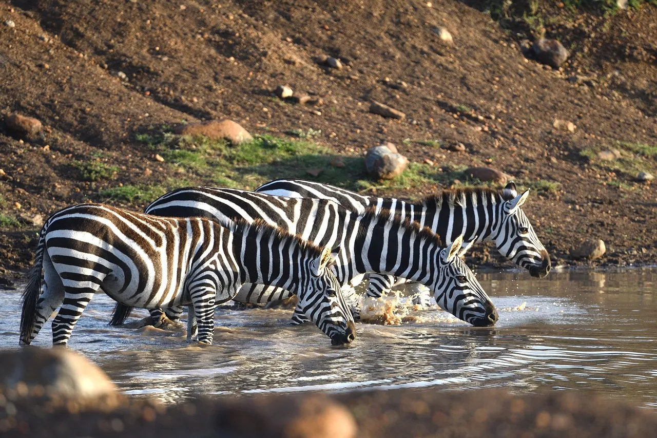 Explore the Wild: Ultimate 3 Day Masai Mara Safari from Nairobi 11 Zebra in Kenya