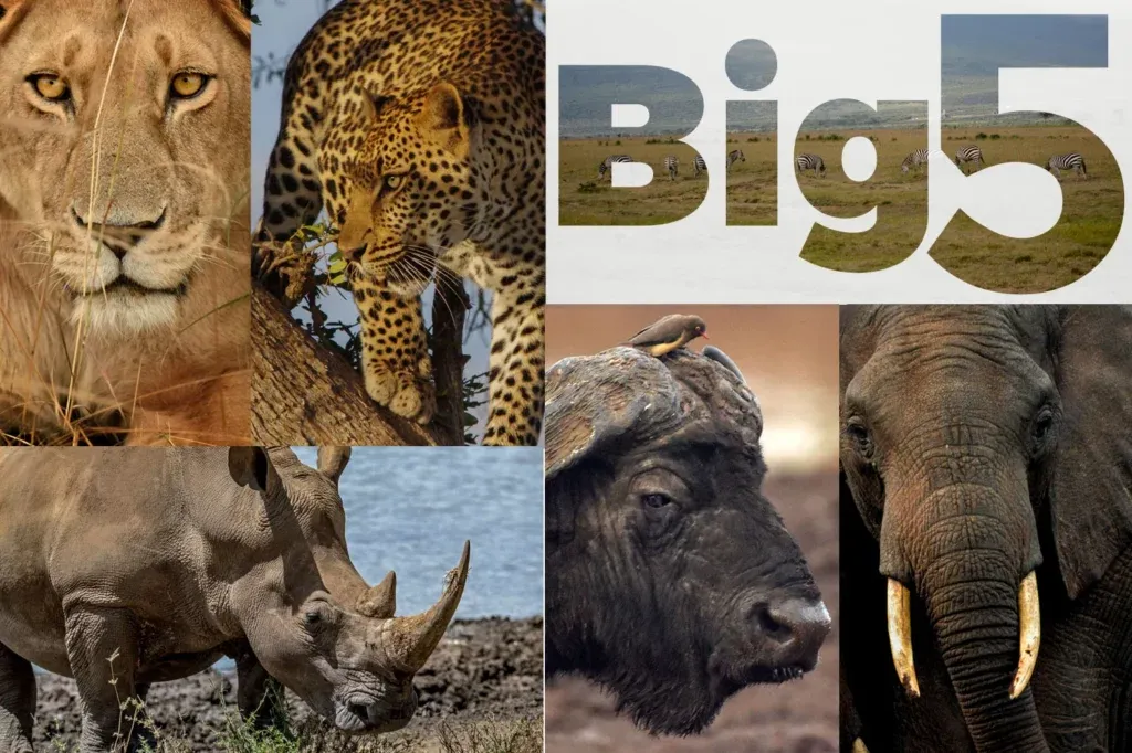 Explore the Wild: Ultimate 3 Day Masai Mara Safari from Nairobi 12 big five in kenya