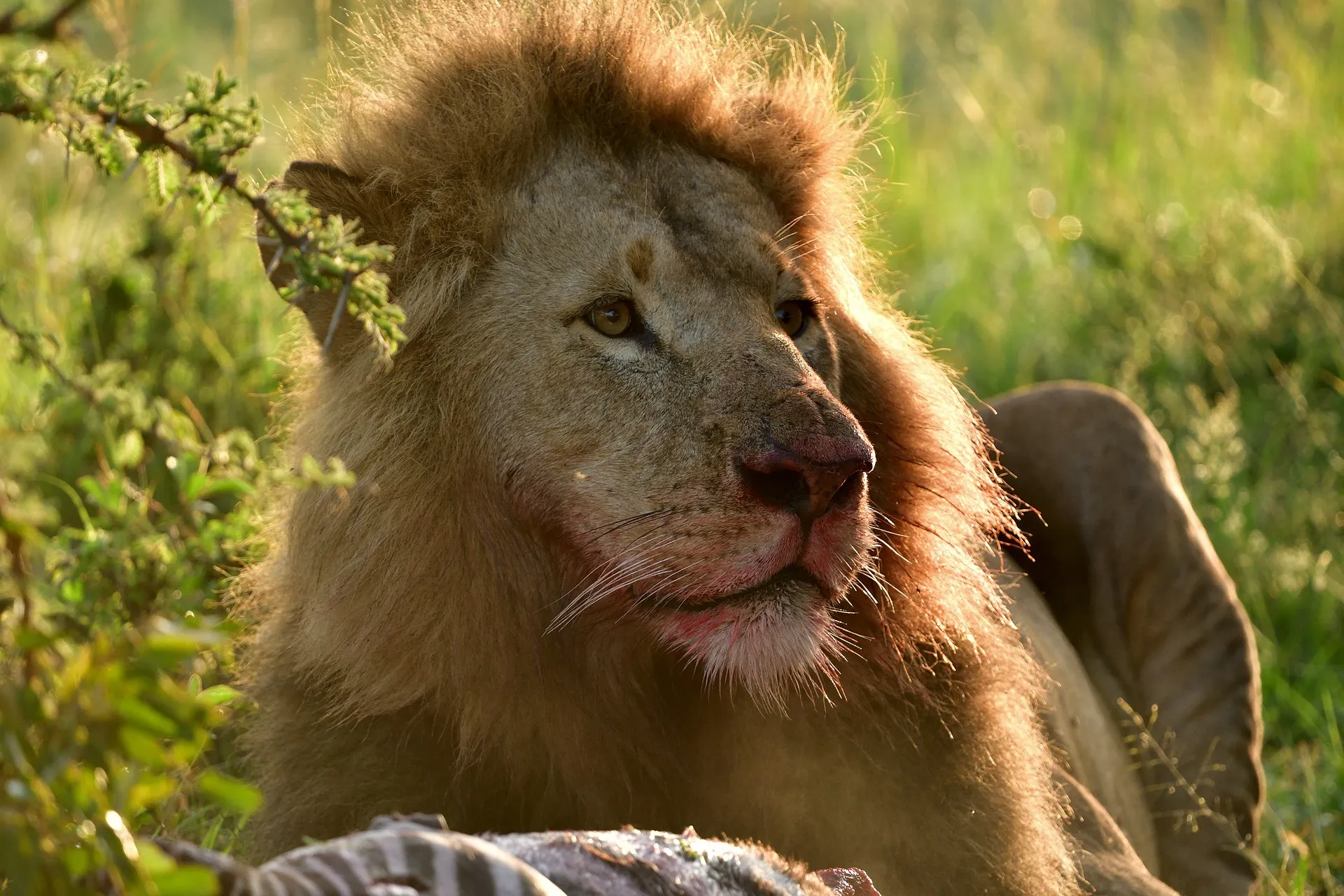 Explore the Wild: Ultimate 3 Day Masai Mara Safari from Nairobi 13 Lion feeding