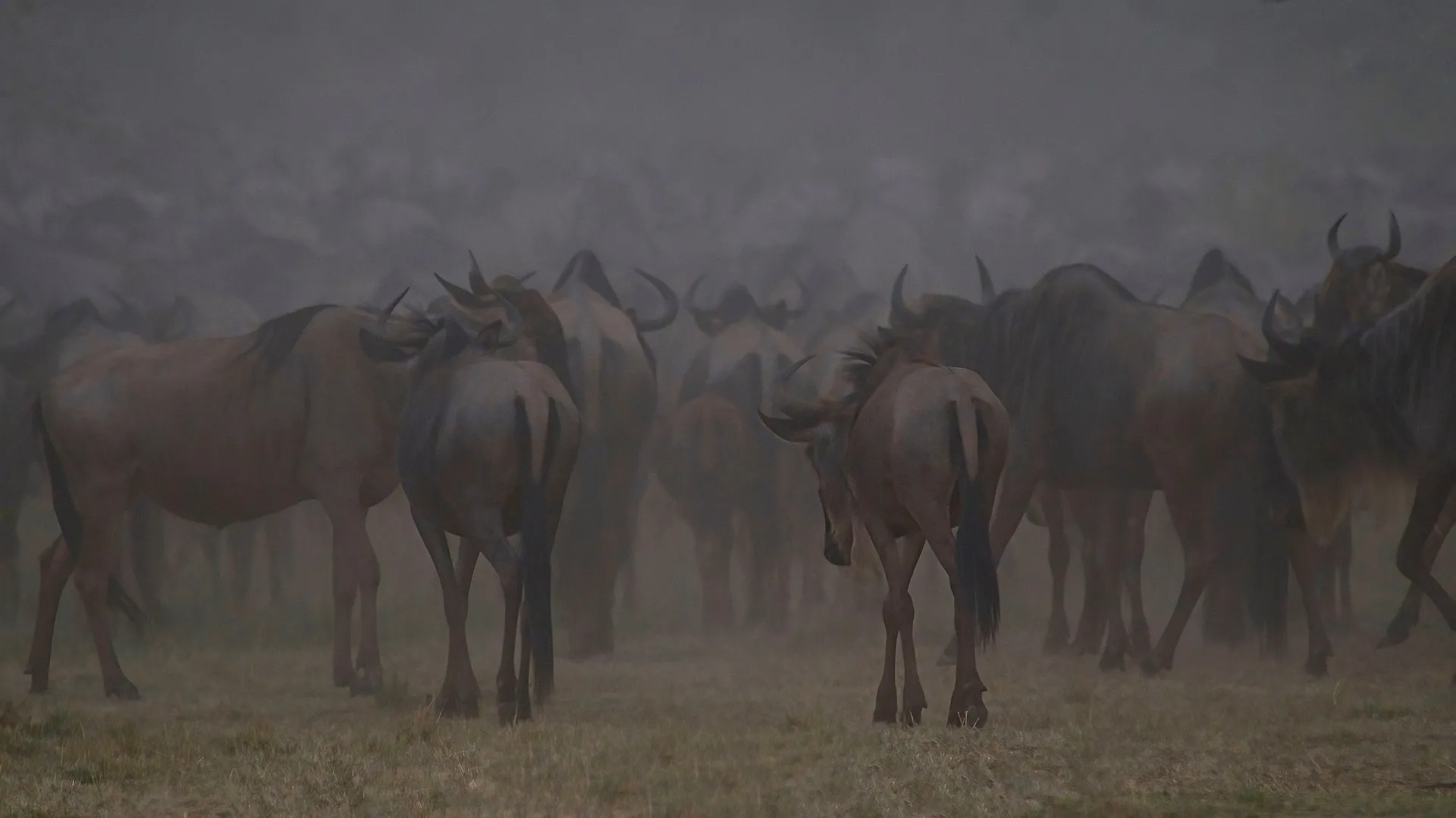 Explore the Wild: Ultimate 3 Day Masai Mara Safari from Nairobi 14 Migration safari