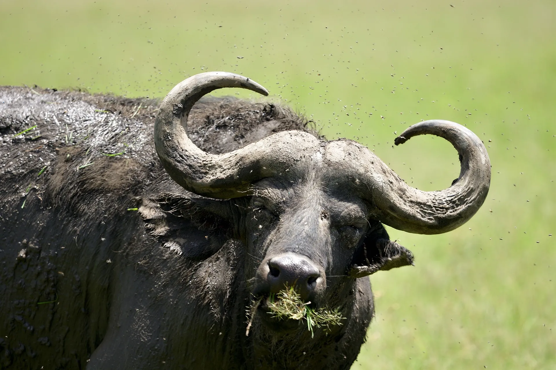 Explore the Wild: Ultimate 3 Day Masai Mara Safari from Nairobi 15 African buffalo