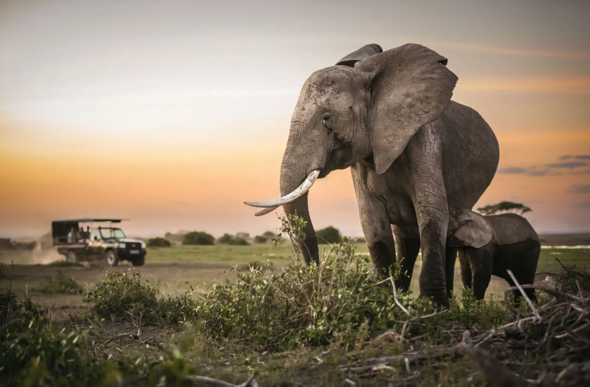 Explore the Wild: Ultimate 3 Day Masai Mara Safari from Nairobi 20 Elephant
