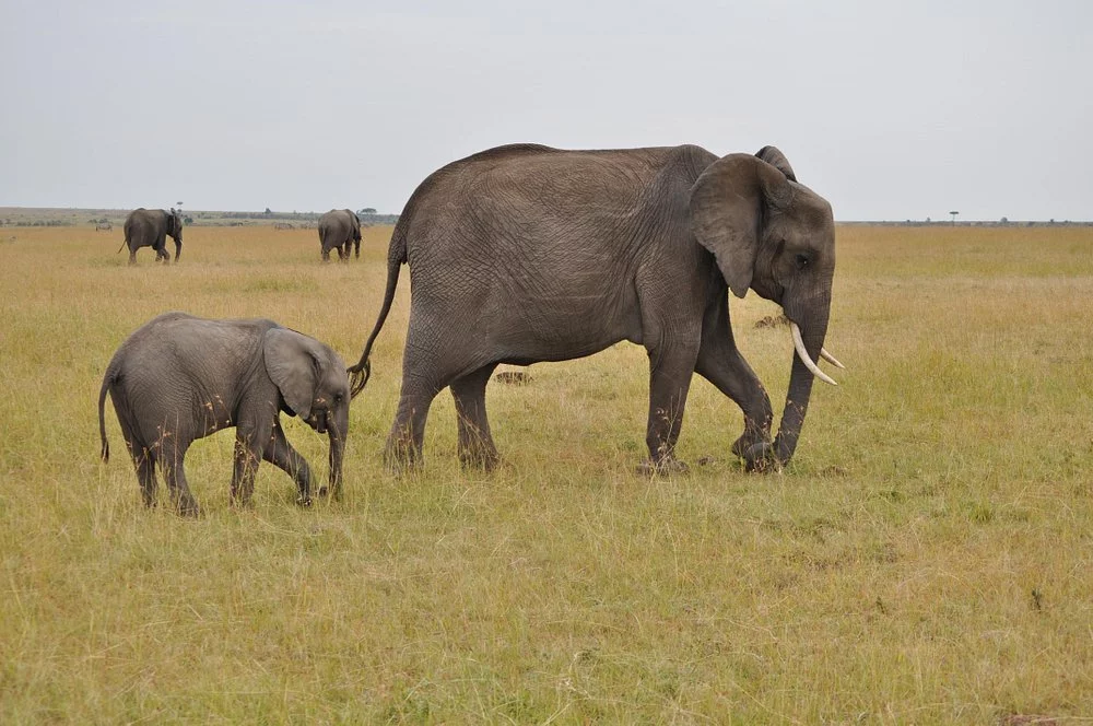 Elewana Elephant Pepper Camp Masai Mara Video Overview. 1 Game viewing