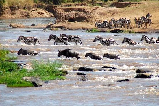 AndBeyond Kichwa Tembo Camp- Photos, Video, Review & More 1 Wildebeest Migration Crossing The Mara River