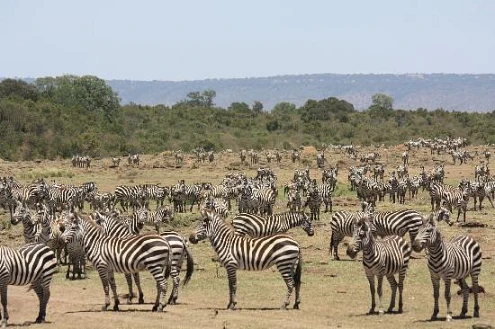 Offbeat Mara Camp Video Overview 1 Game viewing