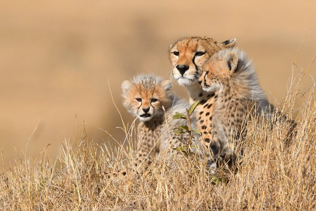 Mara Plains Camp Video Overview 1 Game viewing