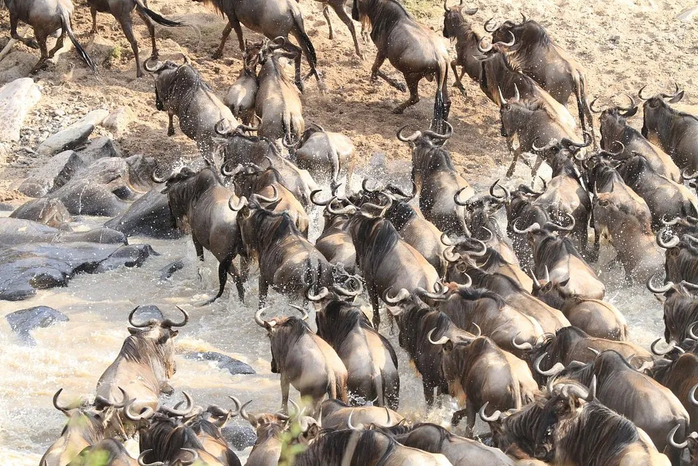 Rekero Camp Masai Mara Video Overview. 1 Wildbeest crossing Talek River