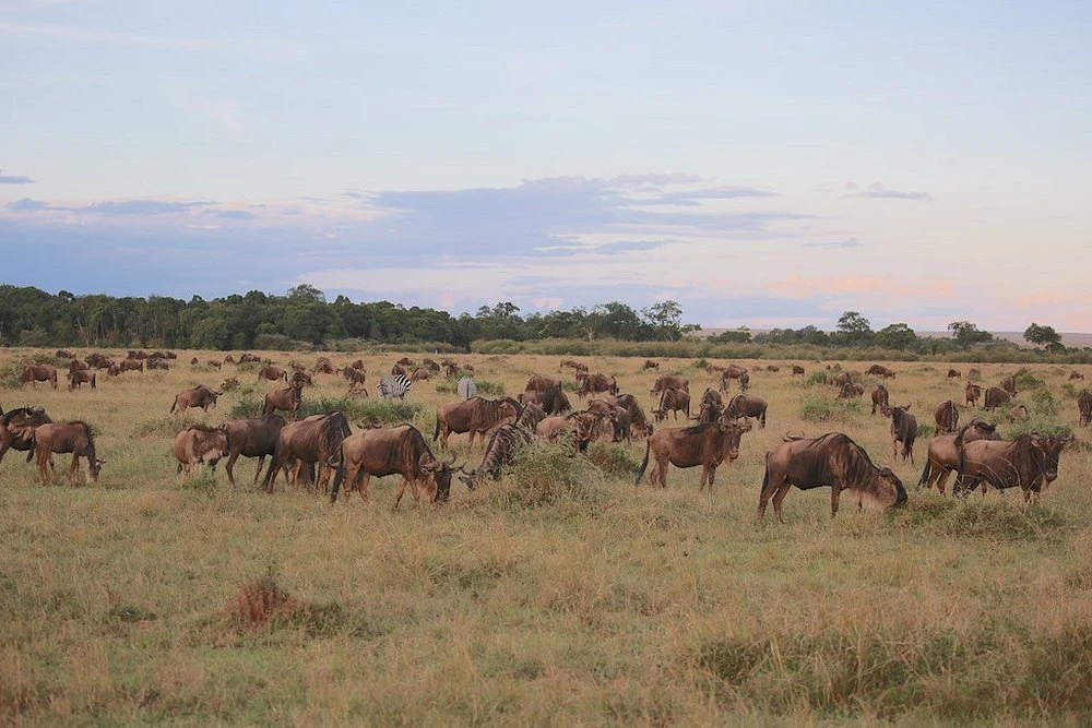 andBeyond Bateleur Camp Masai Mara Video Overview. 1 Witness the wildebeest migration with a stay at andbeyond bateleur camp