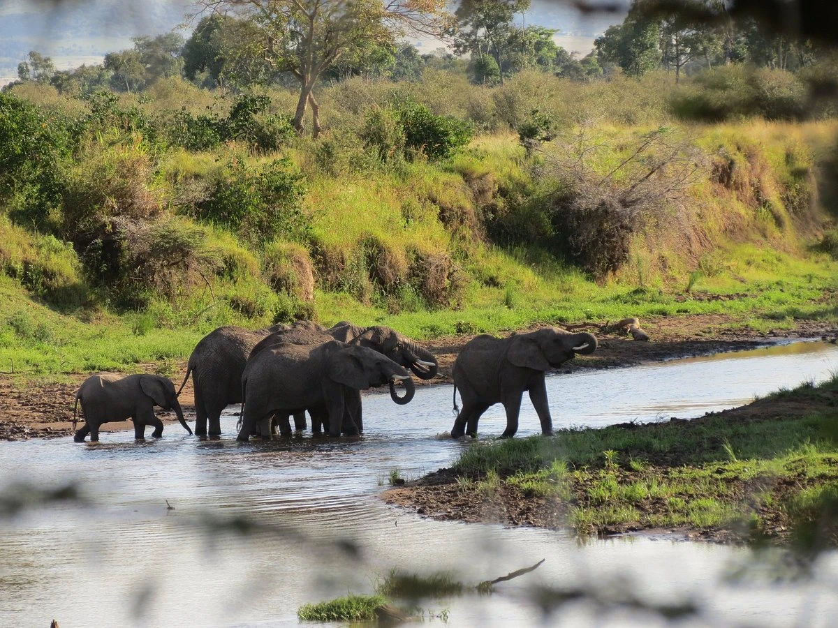 AndBeyond Kichwa Tembo Camp- Photos, Video, Review & More 2 Elephants Cooling Off at the Mara River.