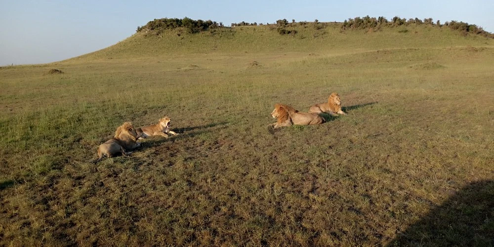 Mala Serena Safari Lodge - Video, Photos, Review & Rates 2 Afternoon game viewing