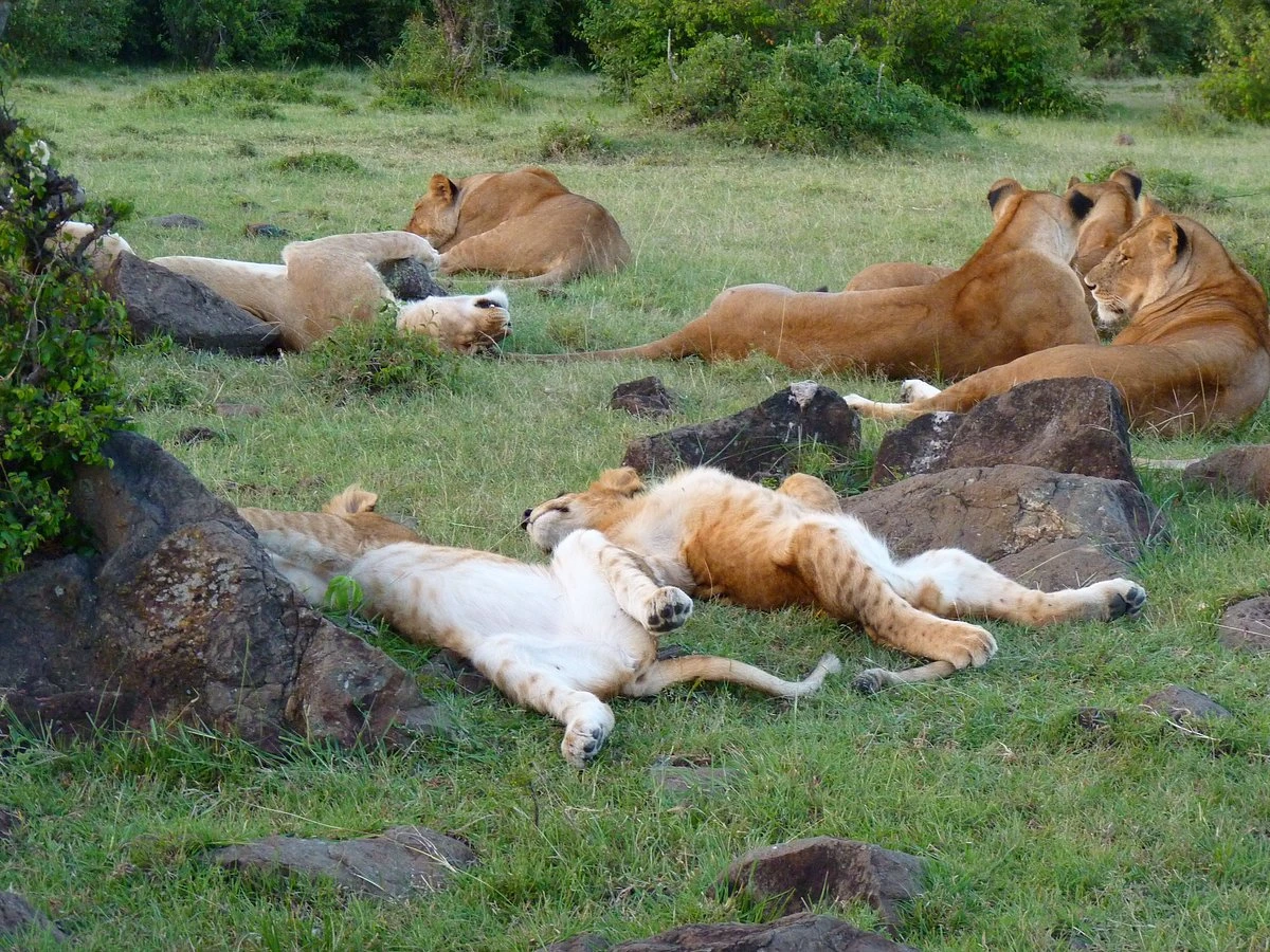 Kicheche Mara Camp Video Overview 2 wildlife viewing