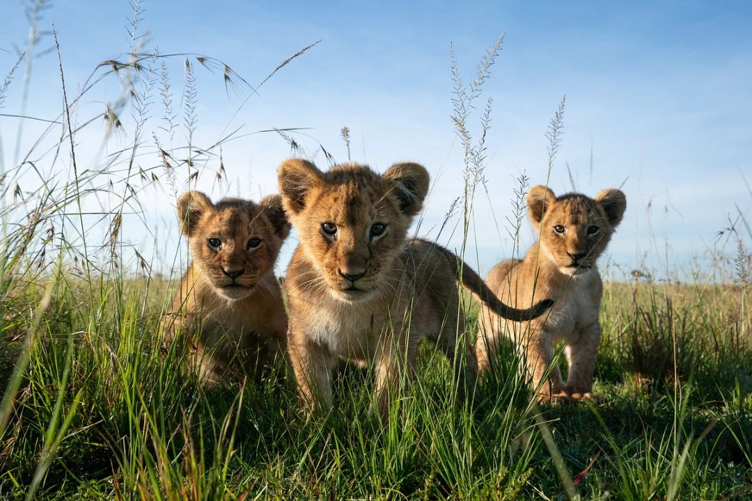 Serian The Original - Photos, Reviews & Rates 2 Lion cubs - Wildlife viewing