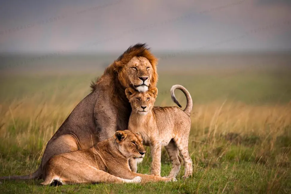 Masai Mara Wildlife 2 Lions in Maasai mara