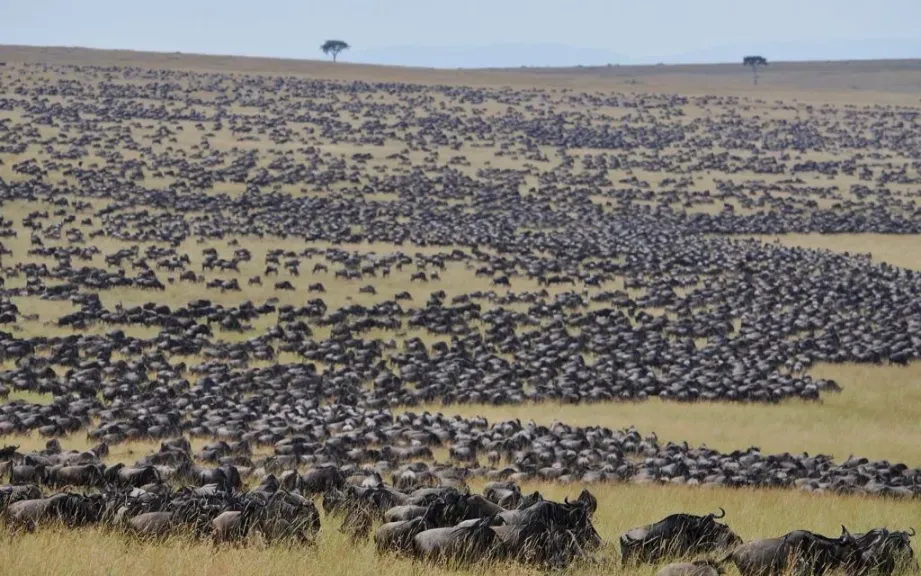 Wildebeests migrating to Serengeti
