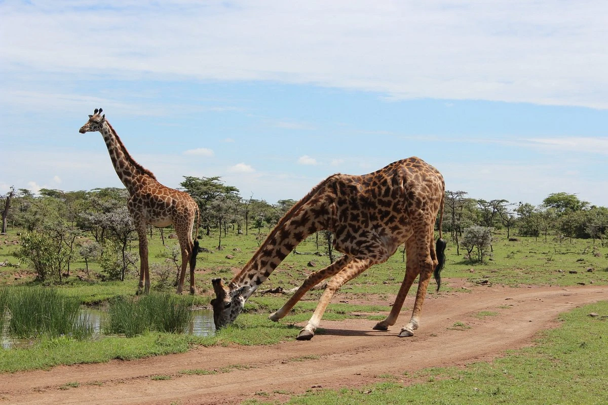 Kicheche Mara Camp Video Overview 3 Giraffe viewing at Kicheche mara camp