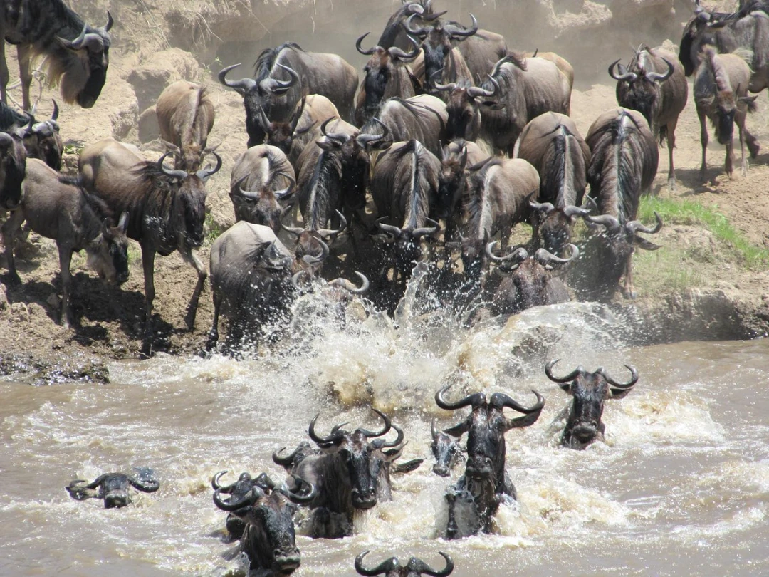 Serian The Original - Photos, Reviews & Rates 3 Wildebeests migration