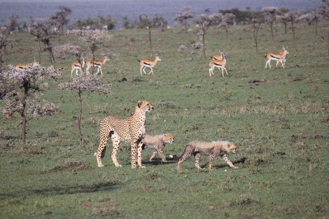 Porini Cheetah Camp Video Overview 3 Game viewing