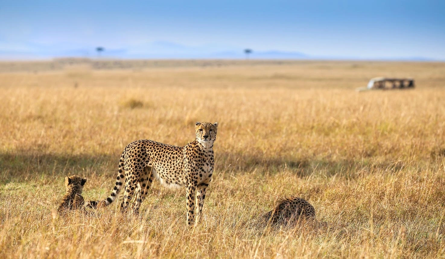 Afternoon Game viewing at Maasai mara at serian