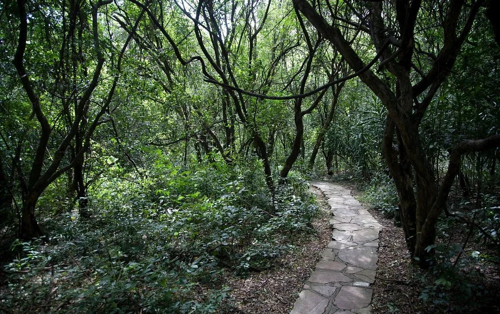 andBeyond Bateleur Camp Masai Mara Video Overview. 3 Forests and Trees