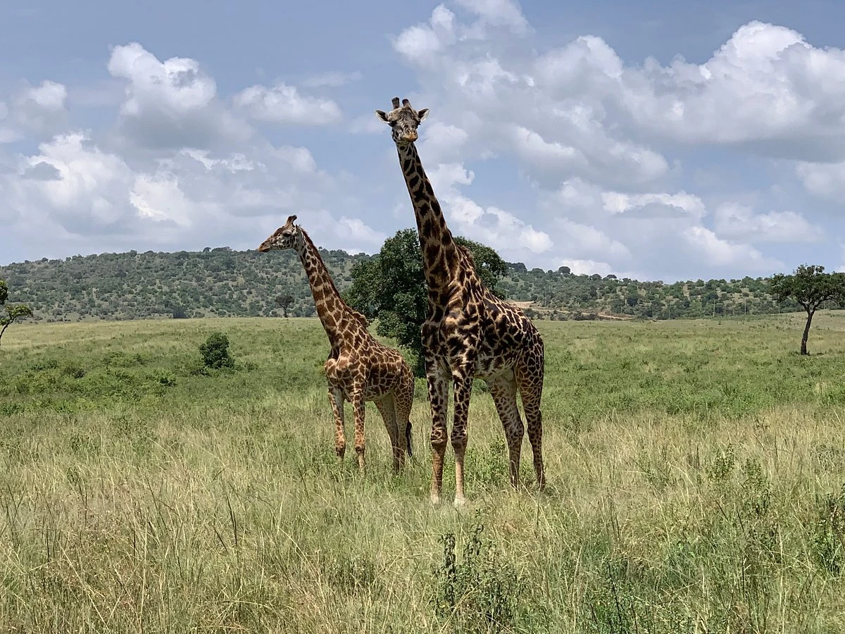 AndBeyond Kichwa Tembo Camp- Photos, Video, Review & More 3 Game Drive in the Mara.