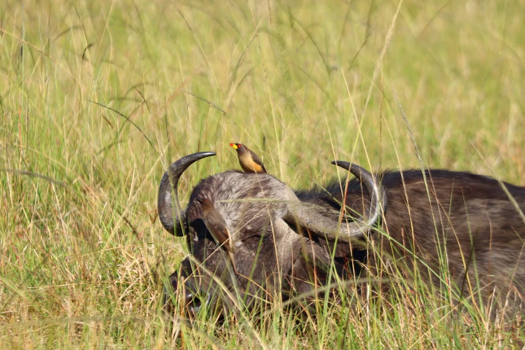 Buffalo in Masai mara national reserve