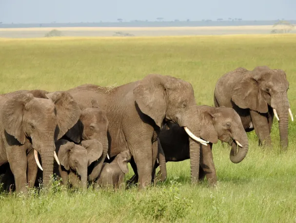 Masai Mara Wildlife 4 Elephants with their calves