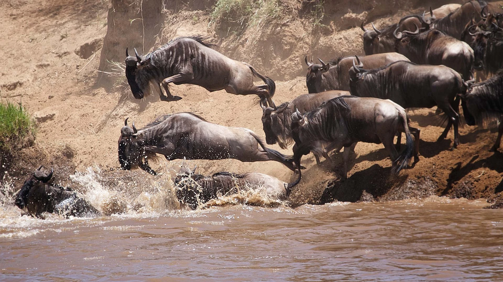 Wildebeest crossing river mara
