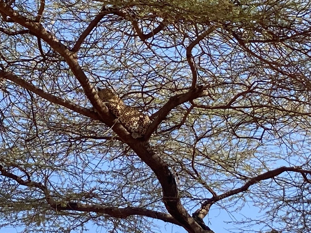 Porini Cheetah Camp Video Overview 5 Birdwatching
