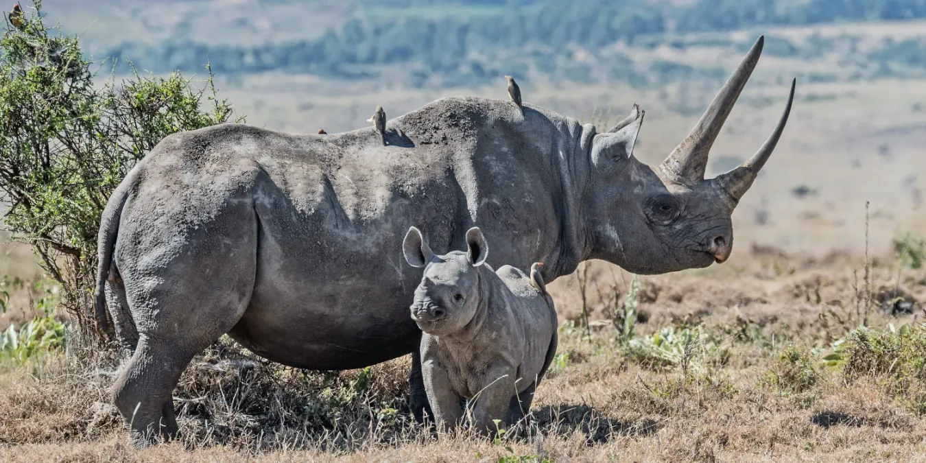 Masai Mara Wildlife 6 A rhino and its young one