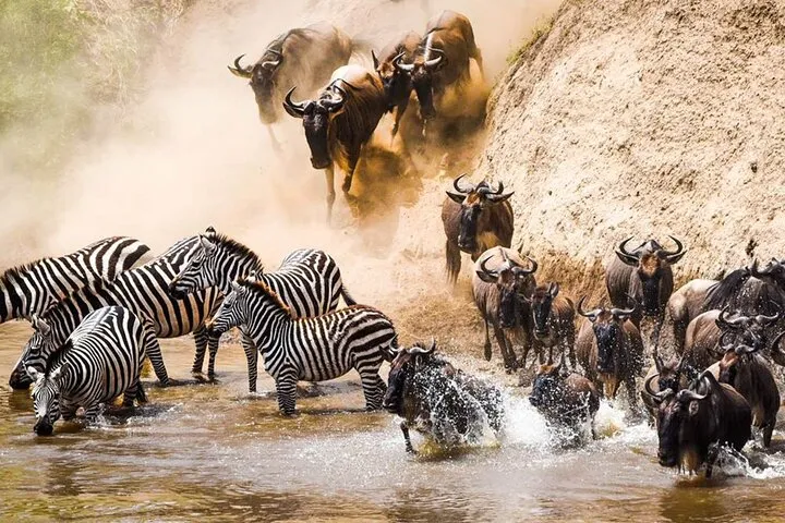 Rekero Camp Masai Mara Video Overview. 6 Wildebeest Migration at river Talek