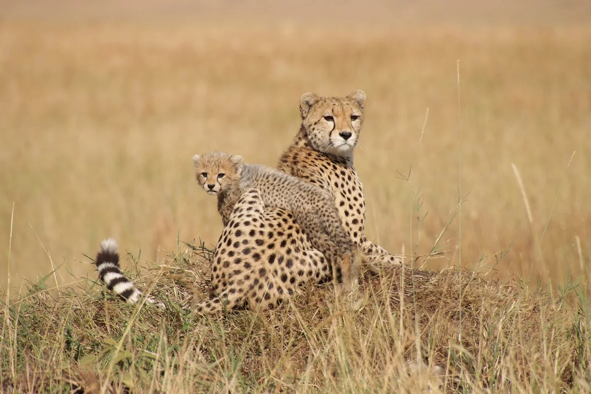 Sanctuary Olonana Safari Lodge 6 Wildlife at Sanctuary Olonana Safari Lodge
