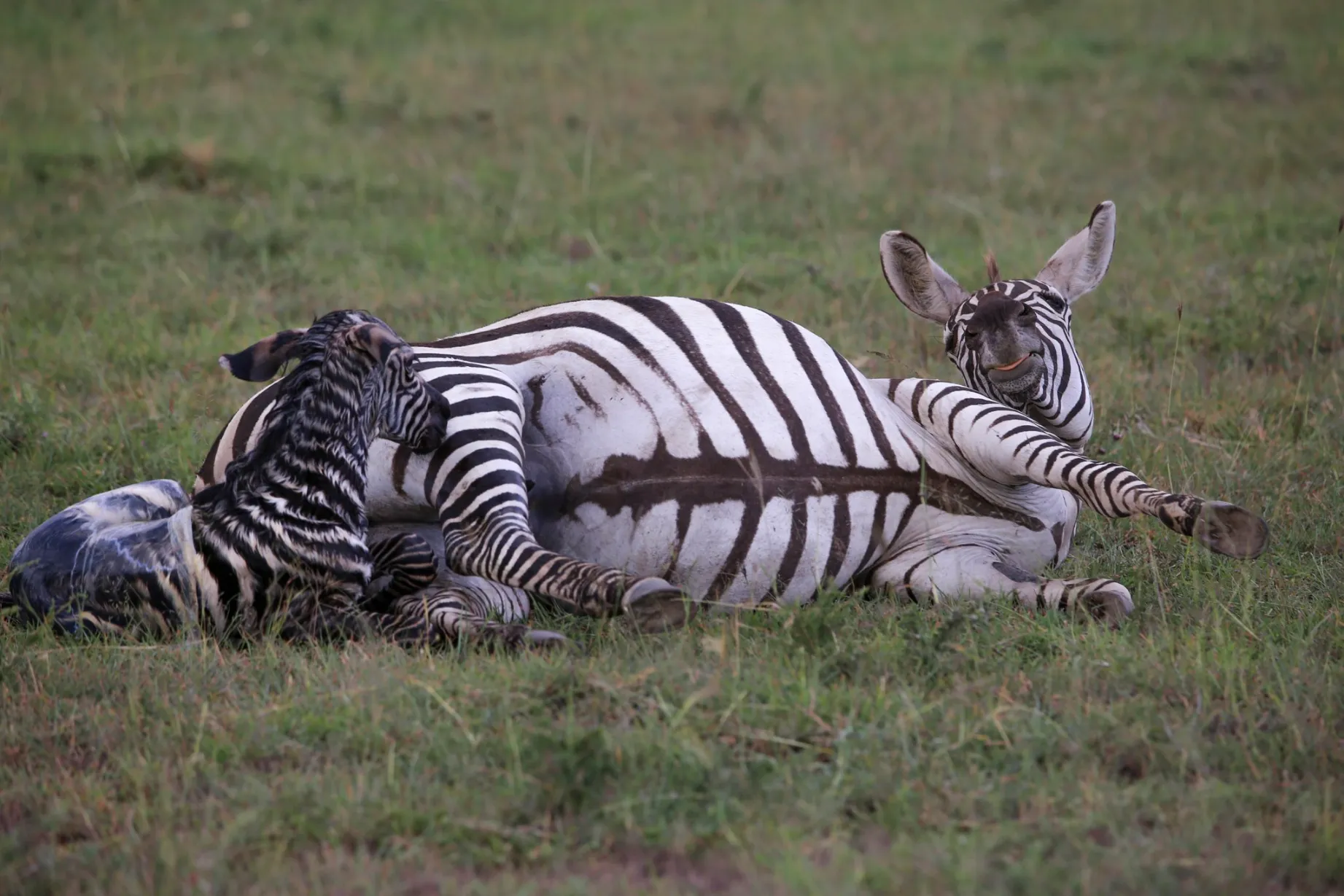 Weather and Climate in Masai Mara 7 A zebra giving birth