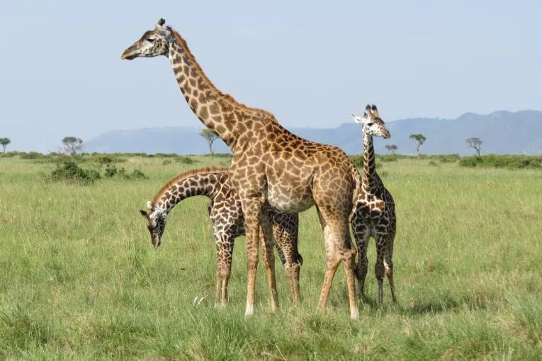 wildlife governors camp masai mara