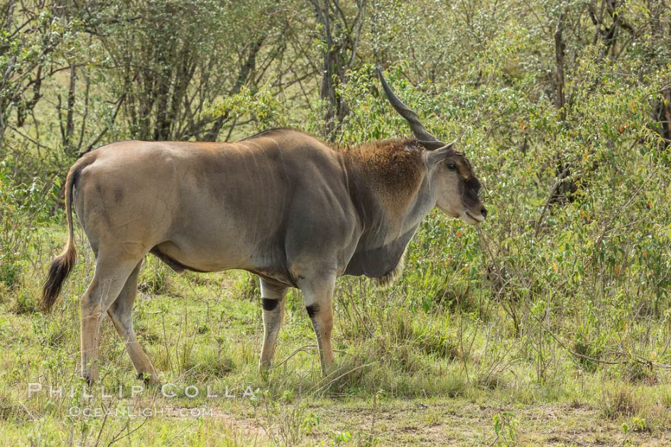 Masai Mara Wildlife 8 The Common eland grazing
