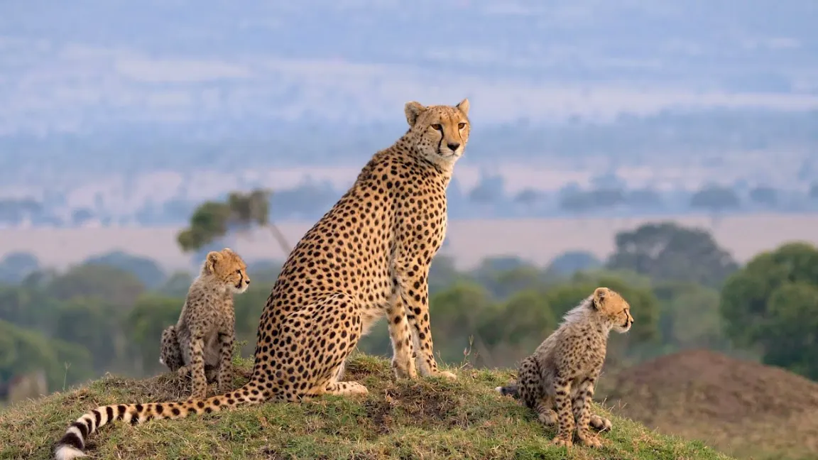 Masai Mara National Park 9 Cheetah in Masai mara