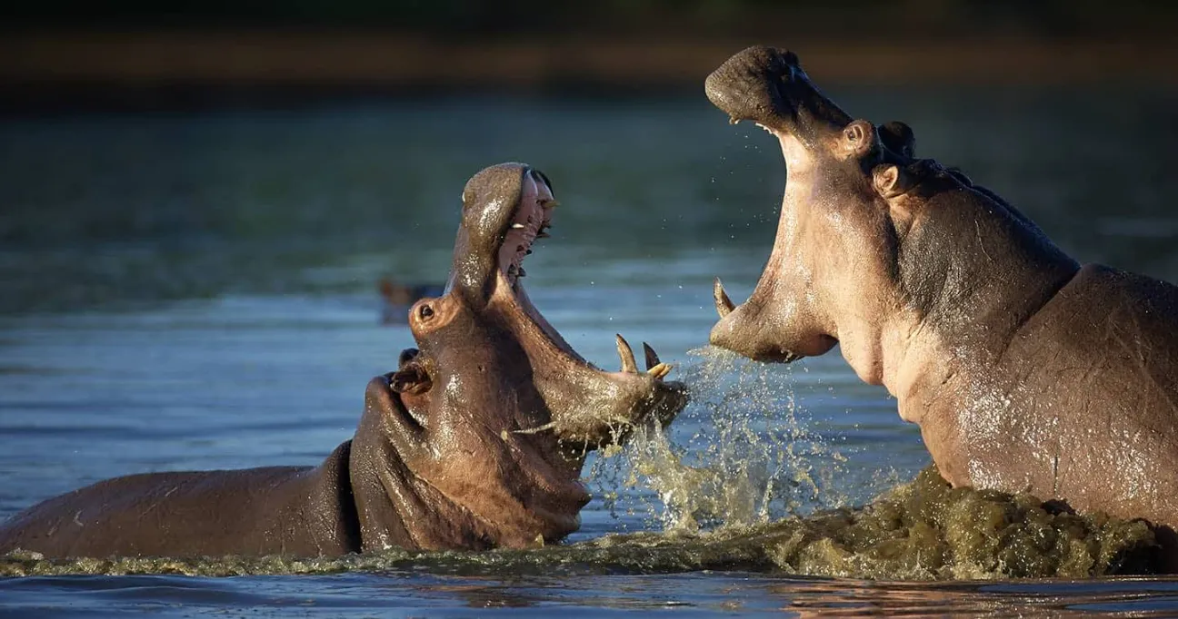 Masai Mara Wildlife 10 Hippos in a face-off