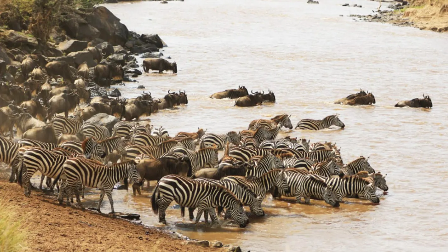 Masai Mara Wildlife 11 Herds of Zebras drinking water in a river