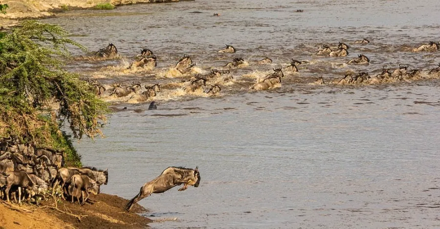 Masai Mara Wildlife 13 Wildebeests crossing river mara