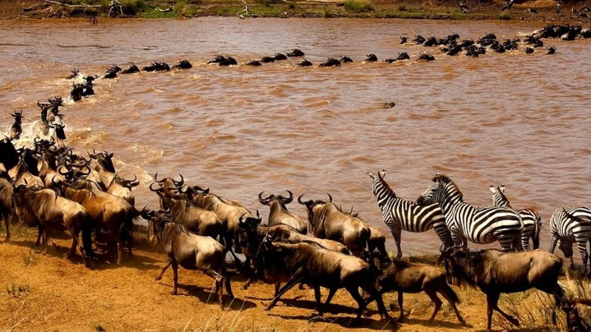 Masai Mara Wildlife 14 Zebras and wildebeests grazing