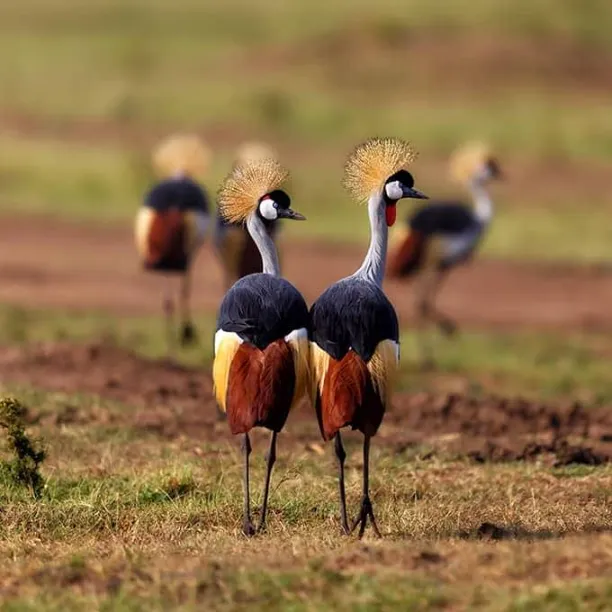 Masai Mara Wildlife 15 Crane crowned birds