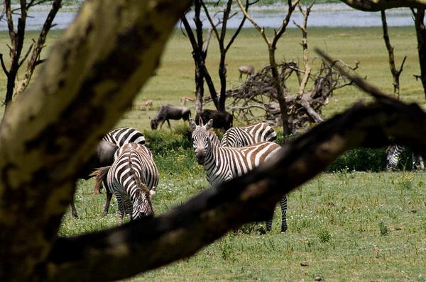 Kenya Wildlife Safari - Packages, Destinations, & More 25 AjKenyaSafaris.com-Masaimarasafari.in - Zebra & Wildebeest